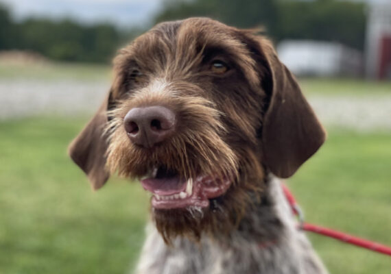 Happy Tails Dog Boarding and Daycare