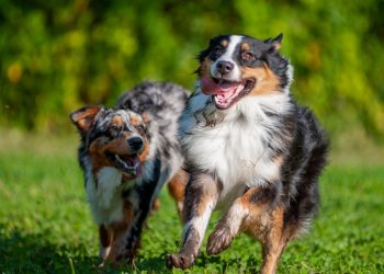 Two,Australian,Shepherd,Dogs,Are,Playing,And,Running,Together,Outdoors.